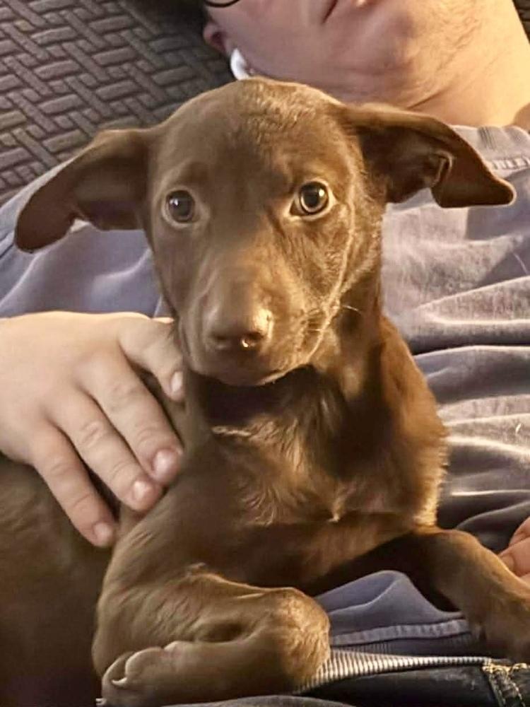 Enlarge Jana, a Adoptable mixed breed in Valley Stream, NY image 4/6