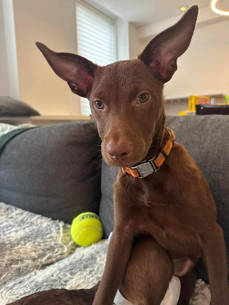 Enlarge Jana, a Adoptable mixed breed in Valley Stream, NY image 5/6