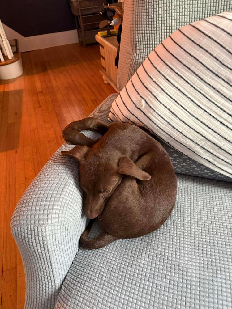 Enlarge Jana, a Adoptable mixed breed in Valley Stream, NY image 6/6