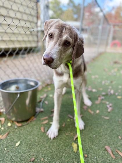 Smiley, Adoptable, Young Male Labrador Retriever & Mixed Breed.
