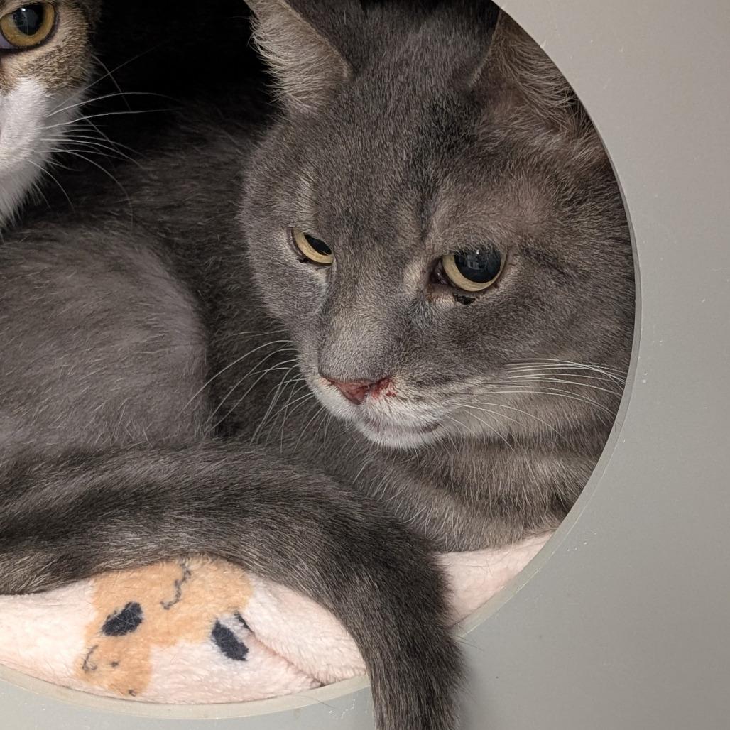 Bagheera, Adoptable, Adult Male Domestic Short Hair.