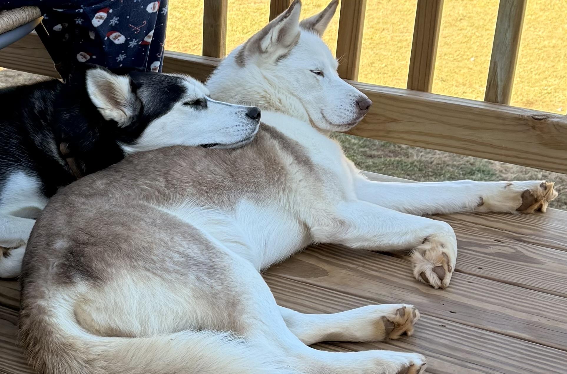 Enlarge Lumi, an adoptable Siberian Husky in Madison, VA image 4/4