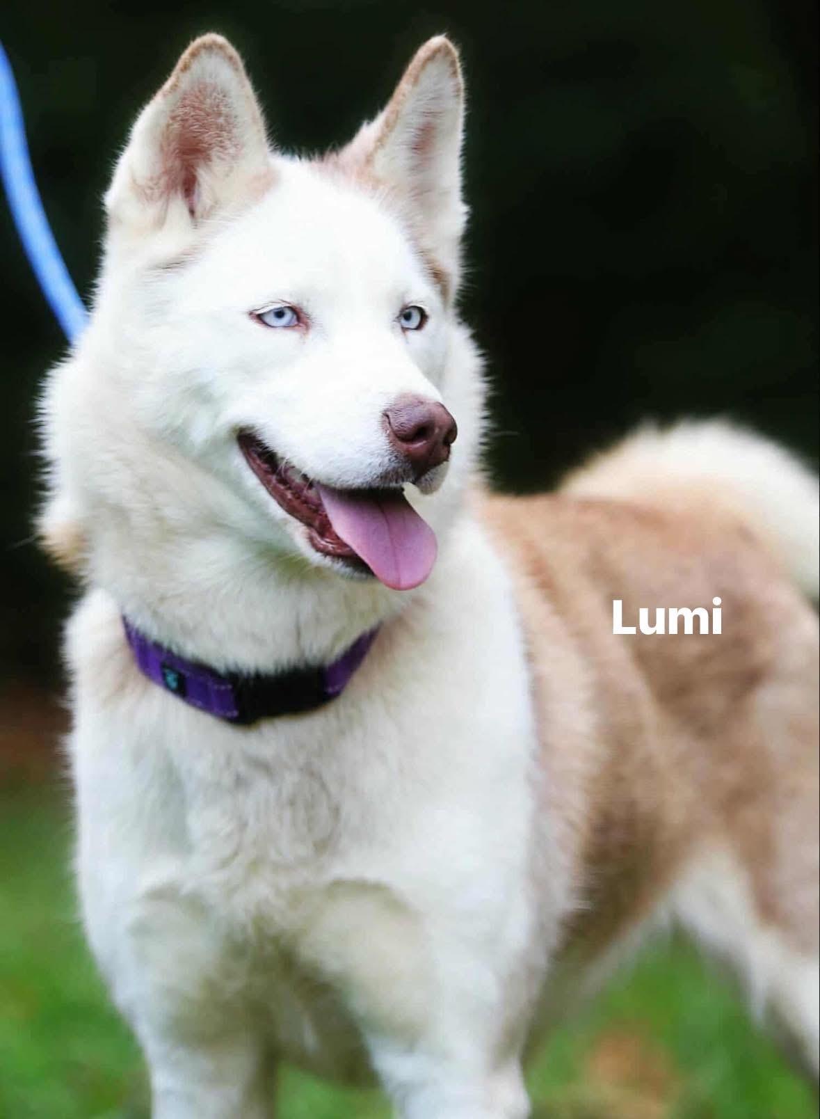 Enlarge Lumi, an adoptable Siberian Husky in Madison, VA image 1/4