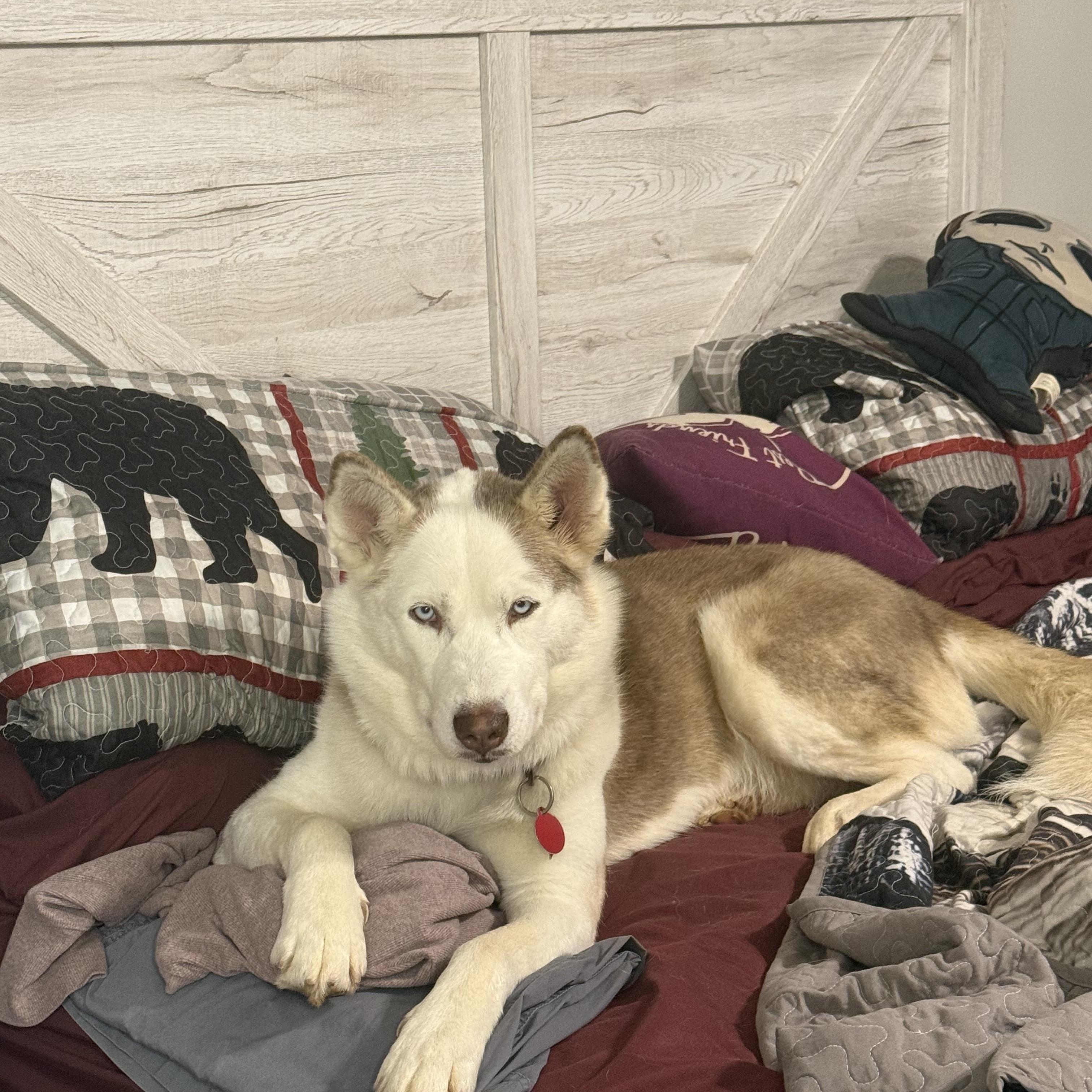 Enlarge Lumi, an adoptable Siberian Husky in Madison, VA image 2/4