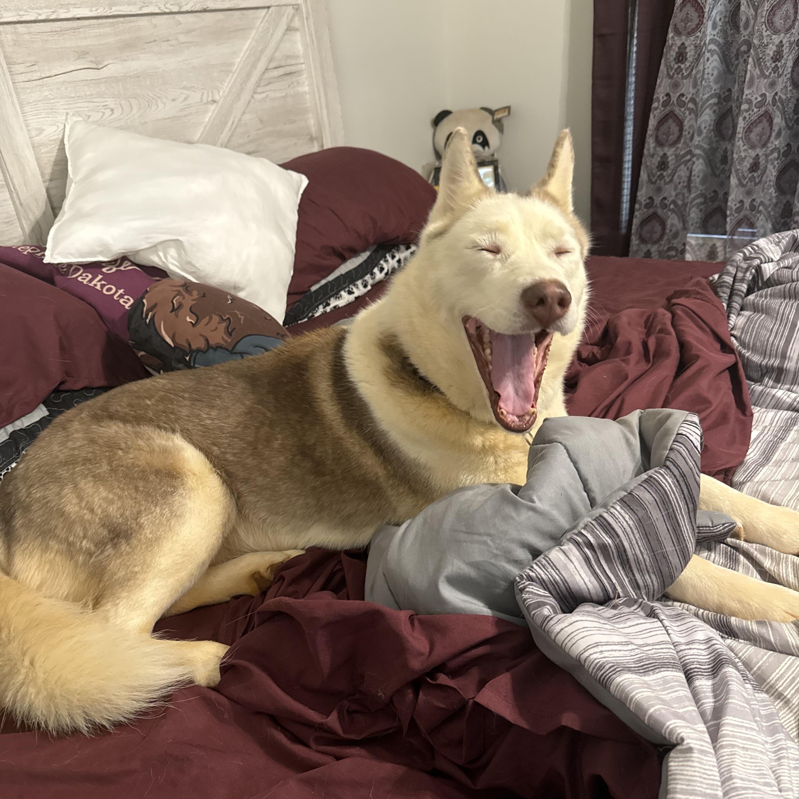 Enlarge Lumi, an adoptable Siberian Husky in Madison, VA image 3/4