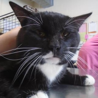 Enlarge Coach at Coffee and the Cats, a Adoptable mixed breed in Rapid City, SD image 2/2