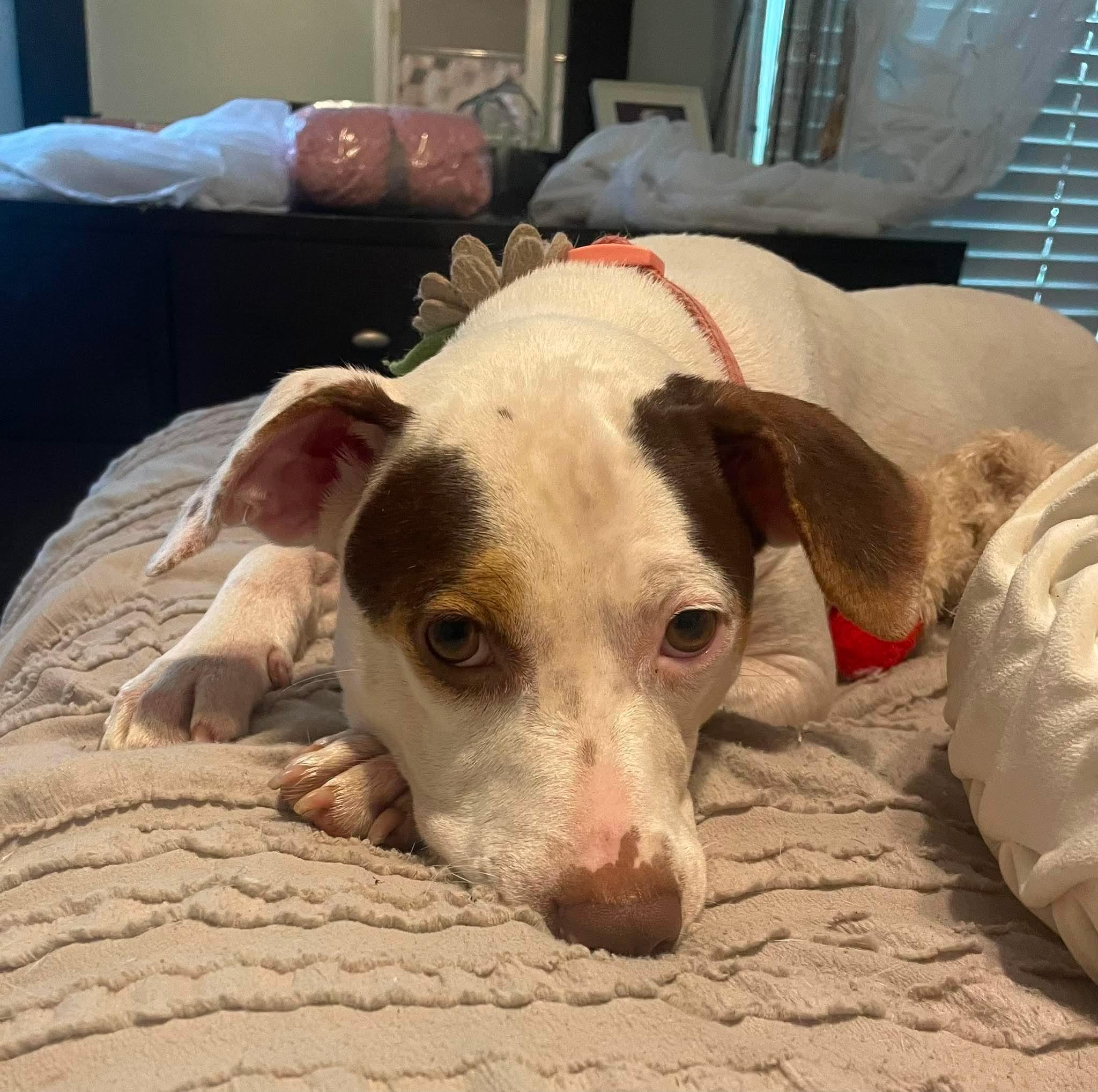 Enlarge Lily Pad, a ADOPTABLE mixed breed in Charlotte, NC image 2/5
