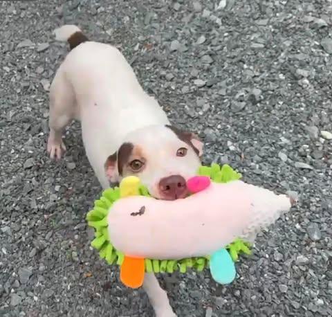 Enlarge Lily Pad, a ADOPTABLE mixed breed in Charlotte, NC image 3/5