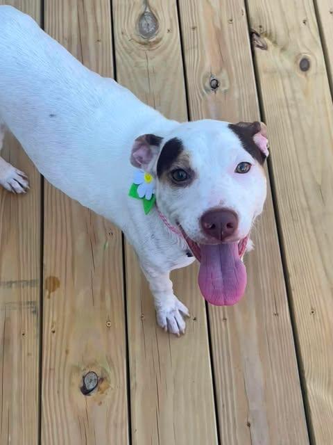 Enlarge Lily Pad, a ADOPTABLE mixed breed in Charlotte, NC image 4/5