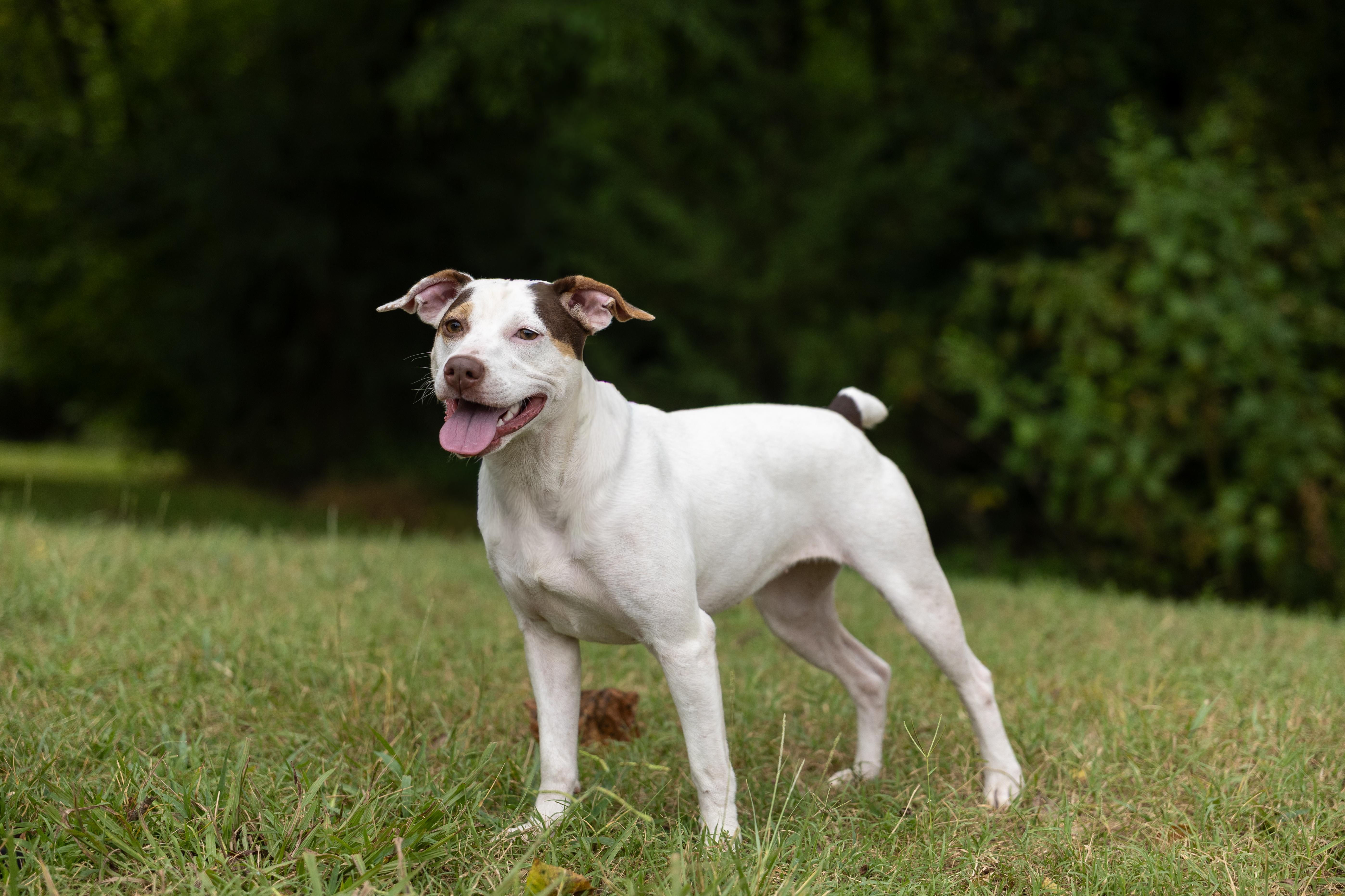 Lily Pad, ADOPTABLE, Puppy Female Jack Russell Terrier.