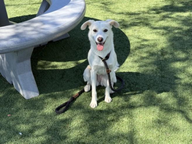 PATTY, Adoptable, Young Female Australian Kelpie & Labrador Retriever.