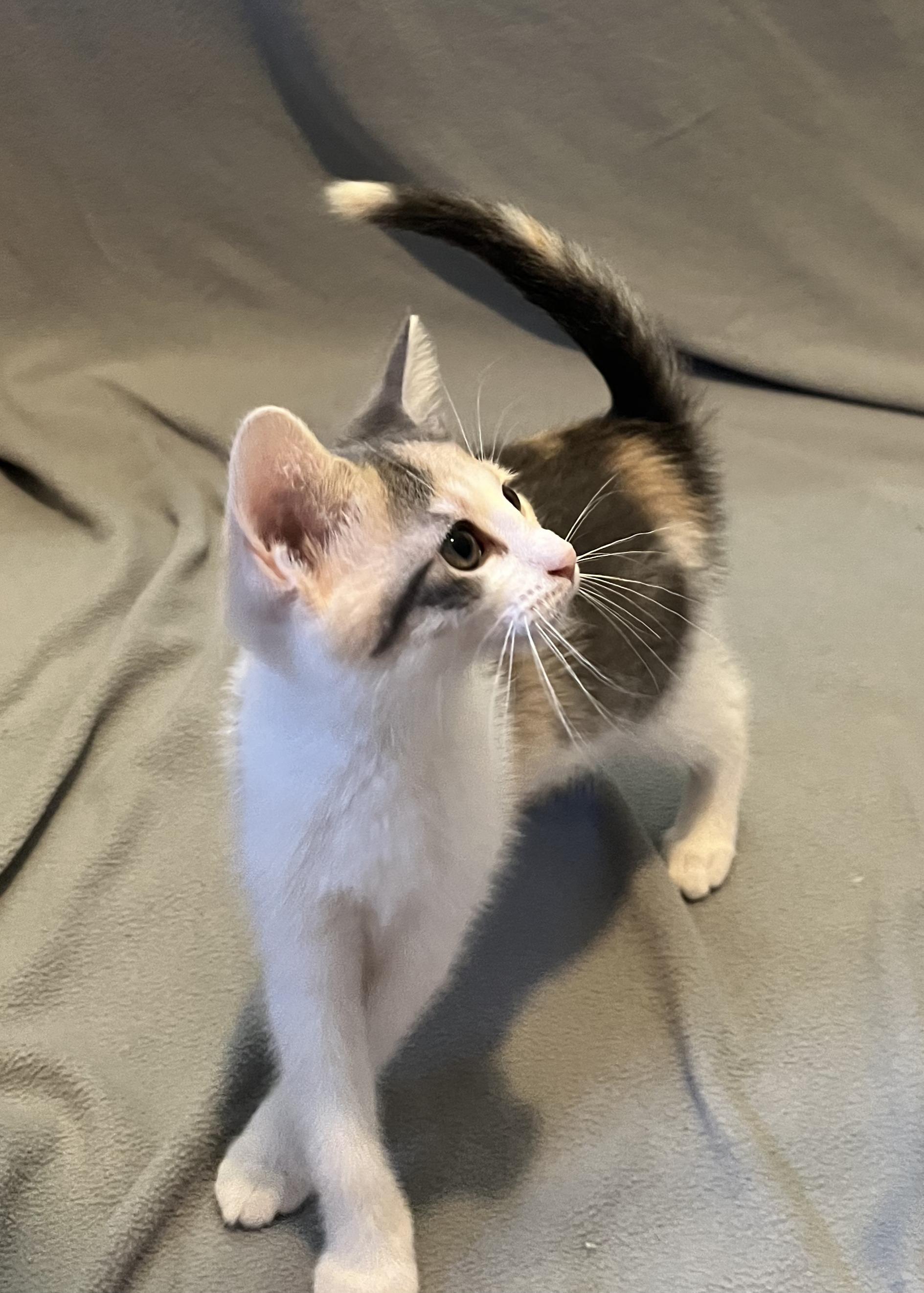 Sparkle, Adoptable, Kitten Female Domestic Short Hair.