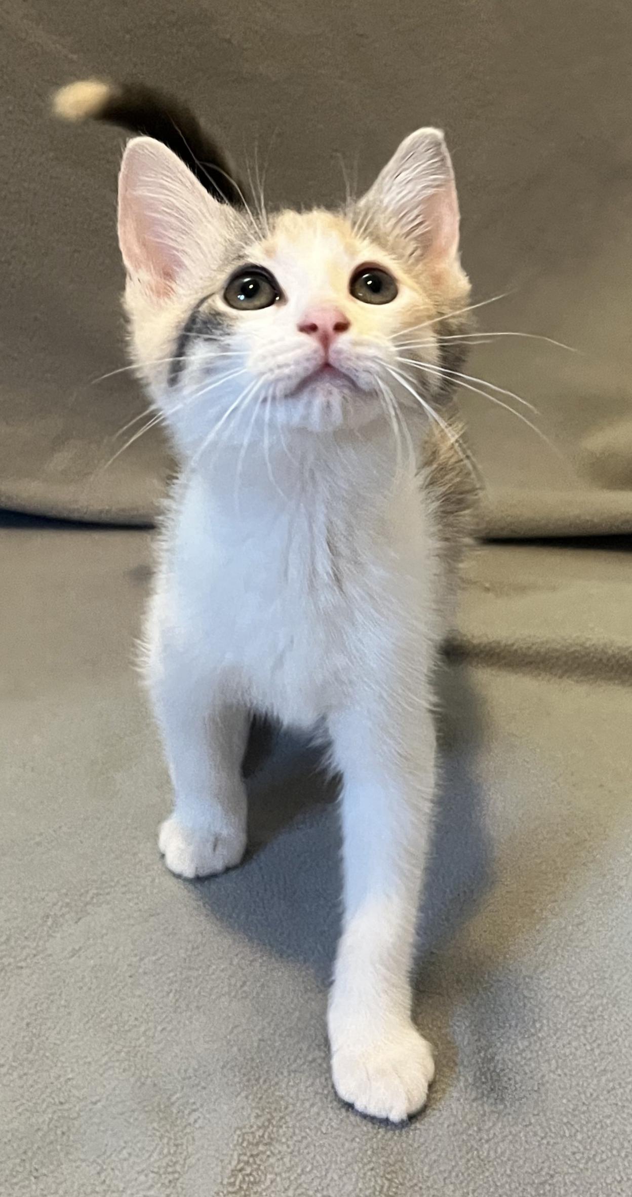 Enlarge Sparkle, an adopted Domestic Short Hair in Mount Prospect, IL image 2/4