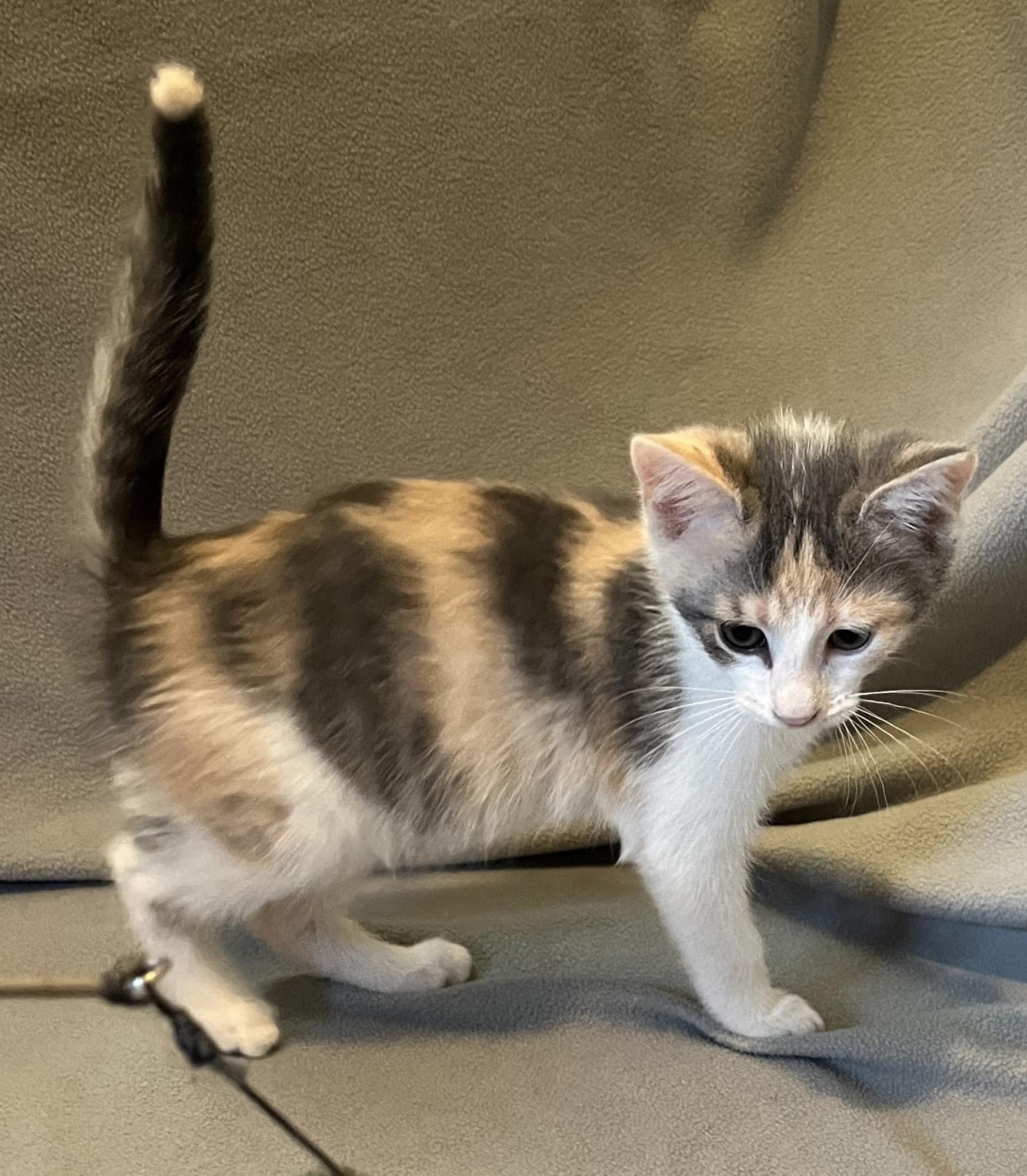 Enlarge Sparkle, an adopted Domestic Short Hair in Mount Prospect, IL image 3/4