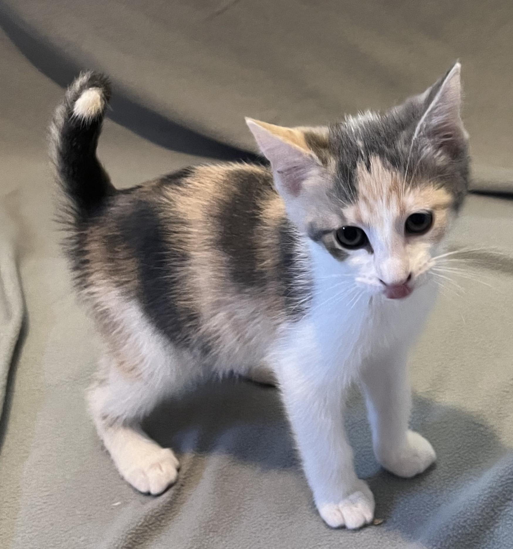 Enlarge Sparkle, an adopted Domestic Short Hair in Mount Prospect, IL image 4/4