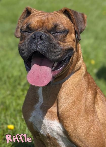 Enlarge Riffle (surgery 9/14), a Adoptable mixed breed in Mason, MI image 1/3
