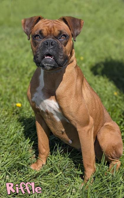 Enlarge Riffle (surgery 9/14), a Adoptable mixed breed in Mason, MI image 2/3