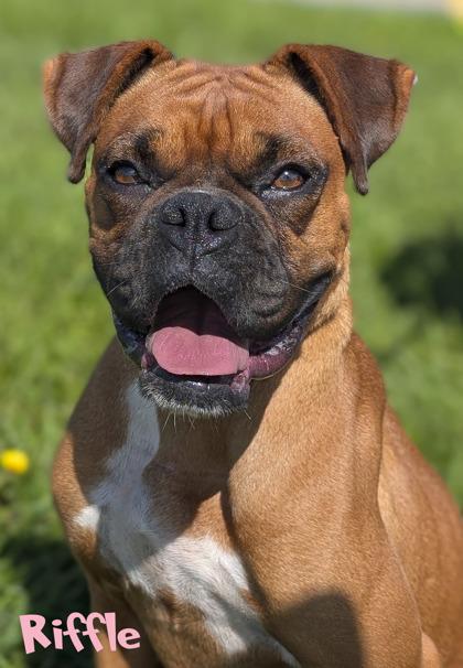 Enlarge Riffle (surgery 9/14), a Adoptable mixed breed in Mason, MI image 3/3