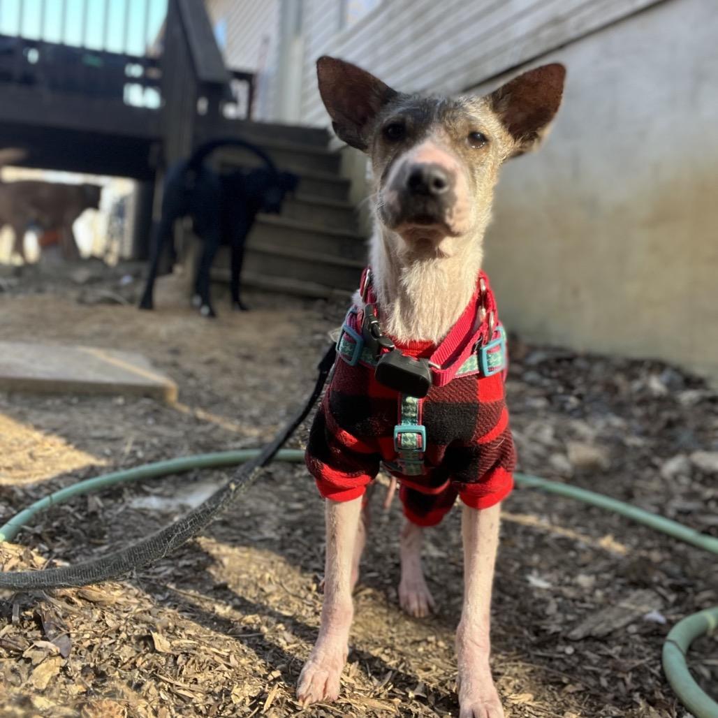 Lillie, a Adoptable Mixed Breed in Fredericksburg, VA image 1/6