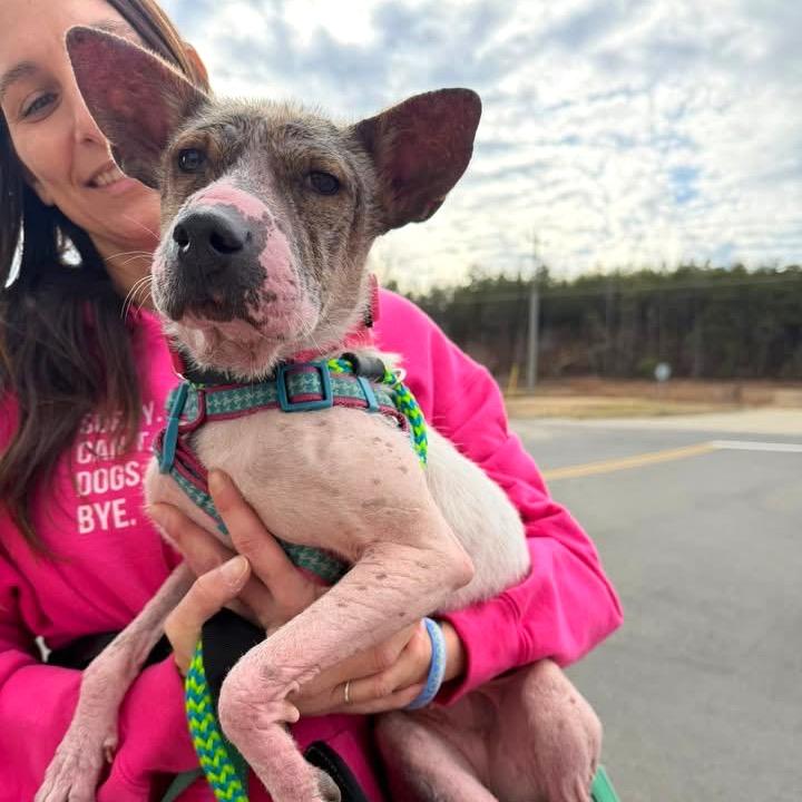 Lillie, a Adoptable Mixed Breed in Fredericksburg, VA image 2/6