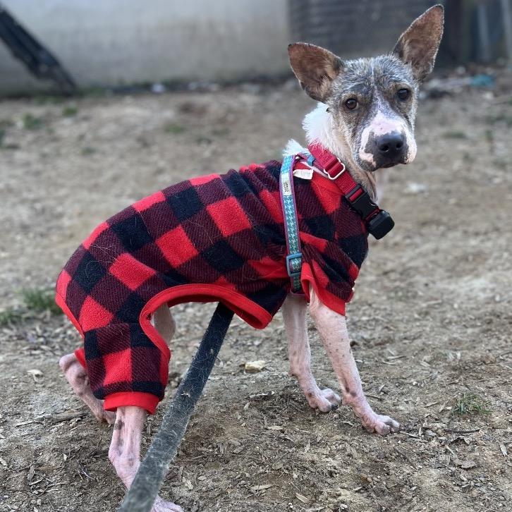 Lillie, a Adoptable Mixed Breed in Fredericksburg, VA image 3/6
