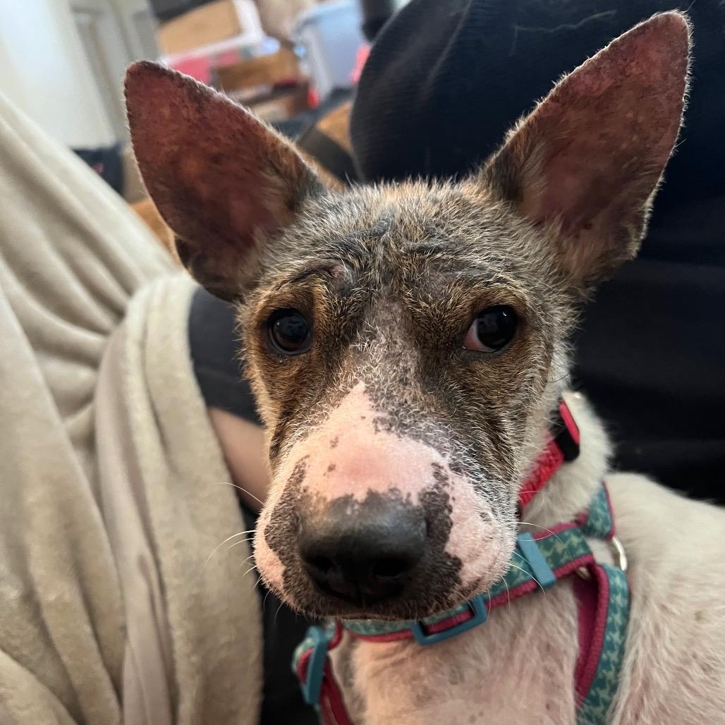 Lillie, a Adoptable Mixed Breed in Fredericksburg, VA image 4/6