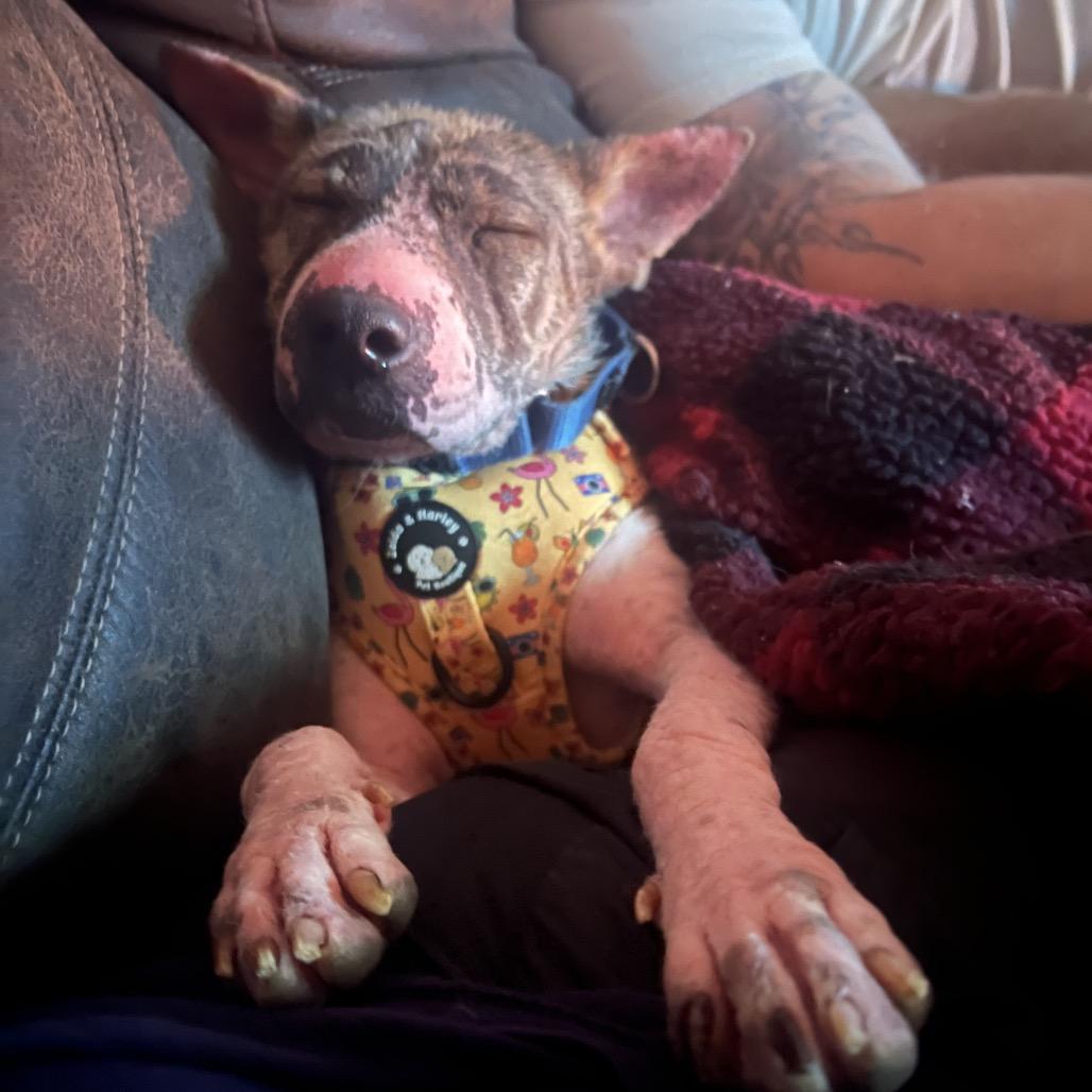 Lillie, a Adoptable Mixed Breed in Fredericksburg, VA image 5/6
