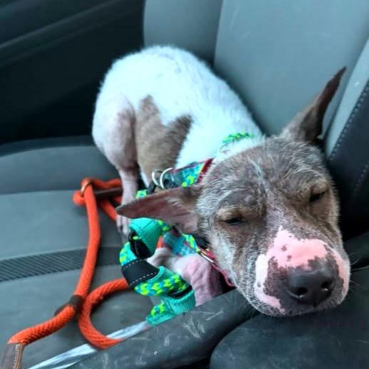 Lillie, a Adoptable Mixed Breed in Fredericksburg, VA image 6/6