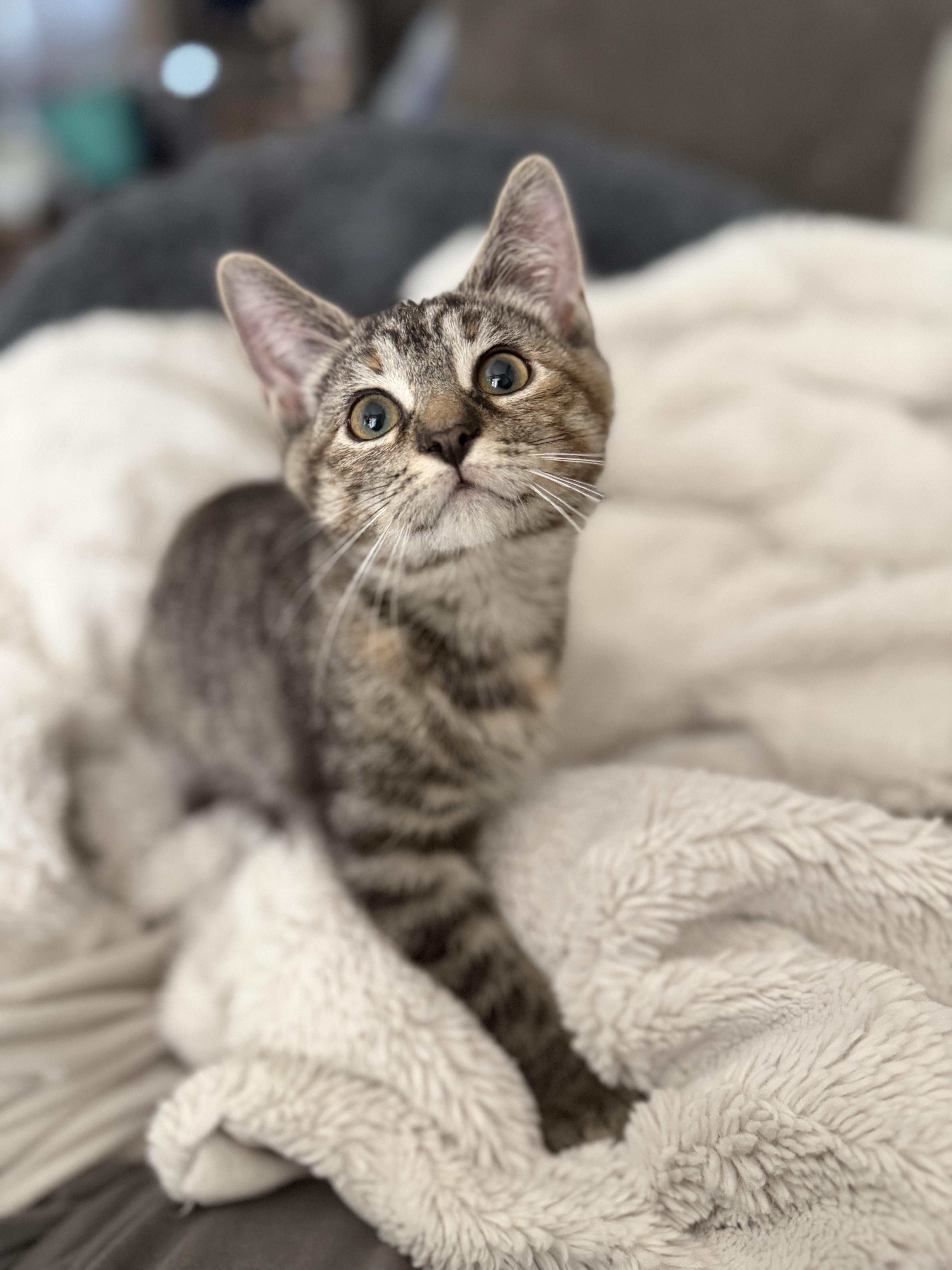 Twinkie, an adopted Domestic Short Hair in Brampton, ON image 5/6