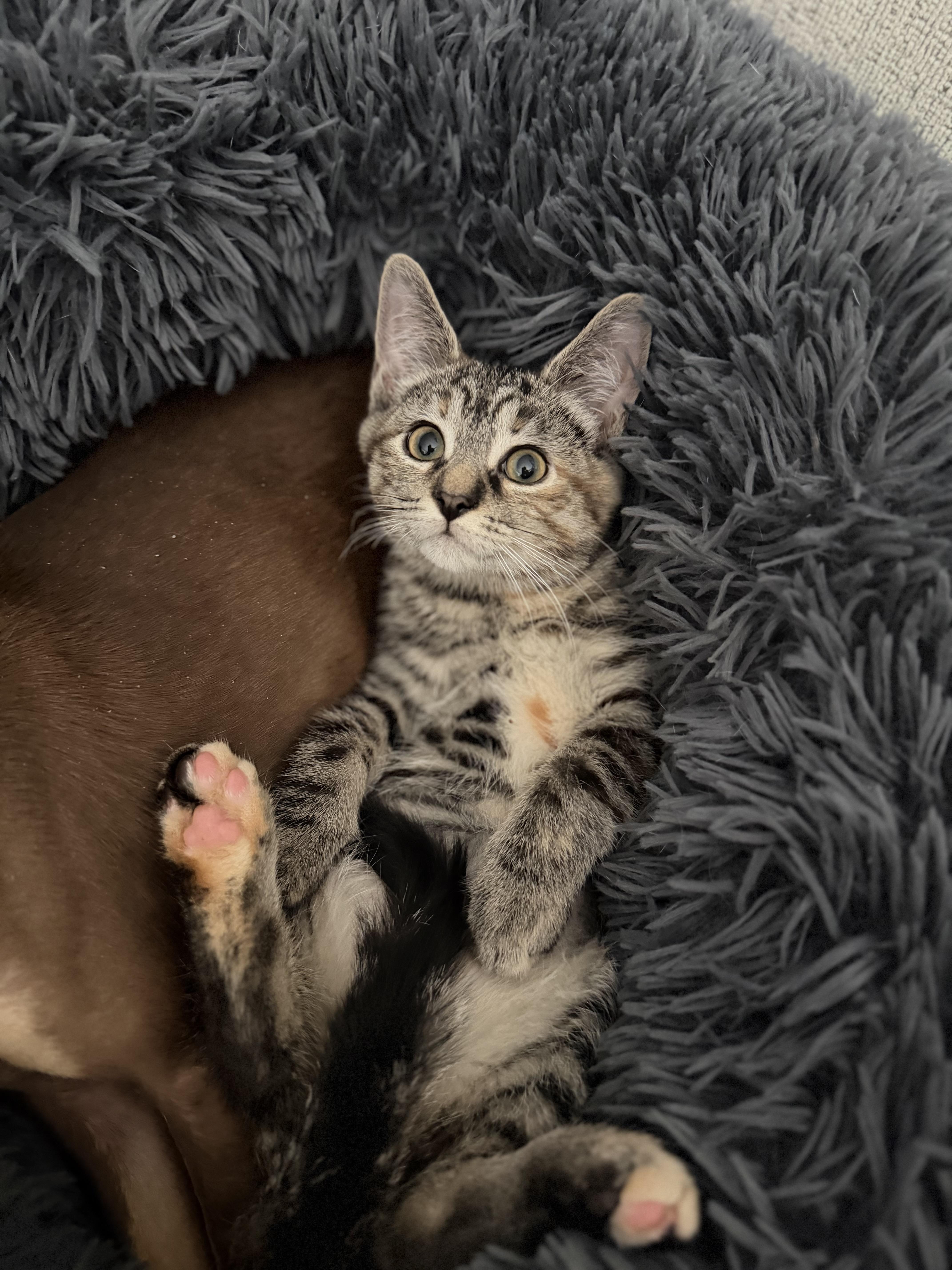 Twinkie, adopted, Kitten Female Domestic Short Hair.