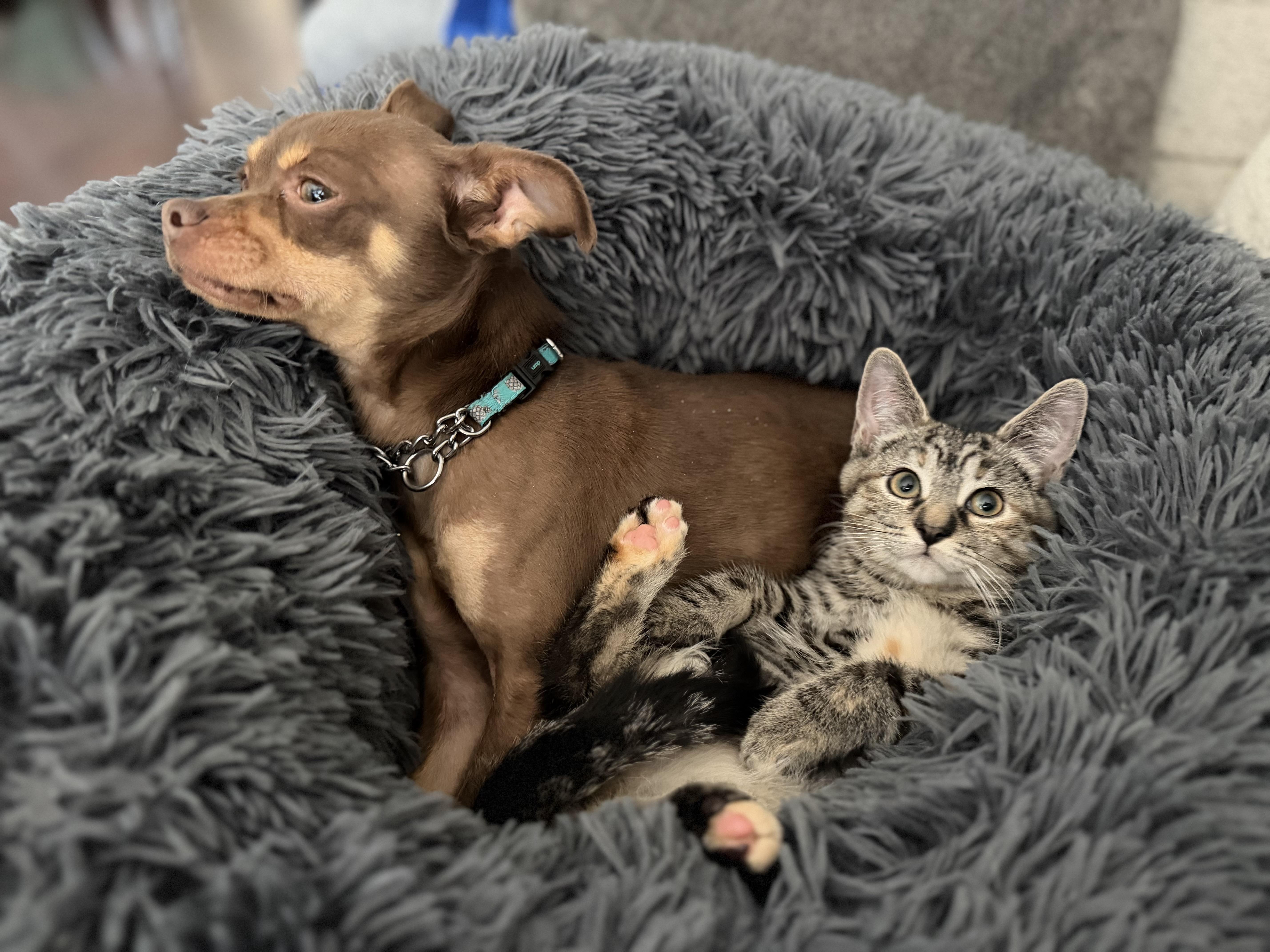 Twinkie, an adopted Domestic Short Hair in Brampton, ON image 6/6
