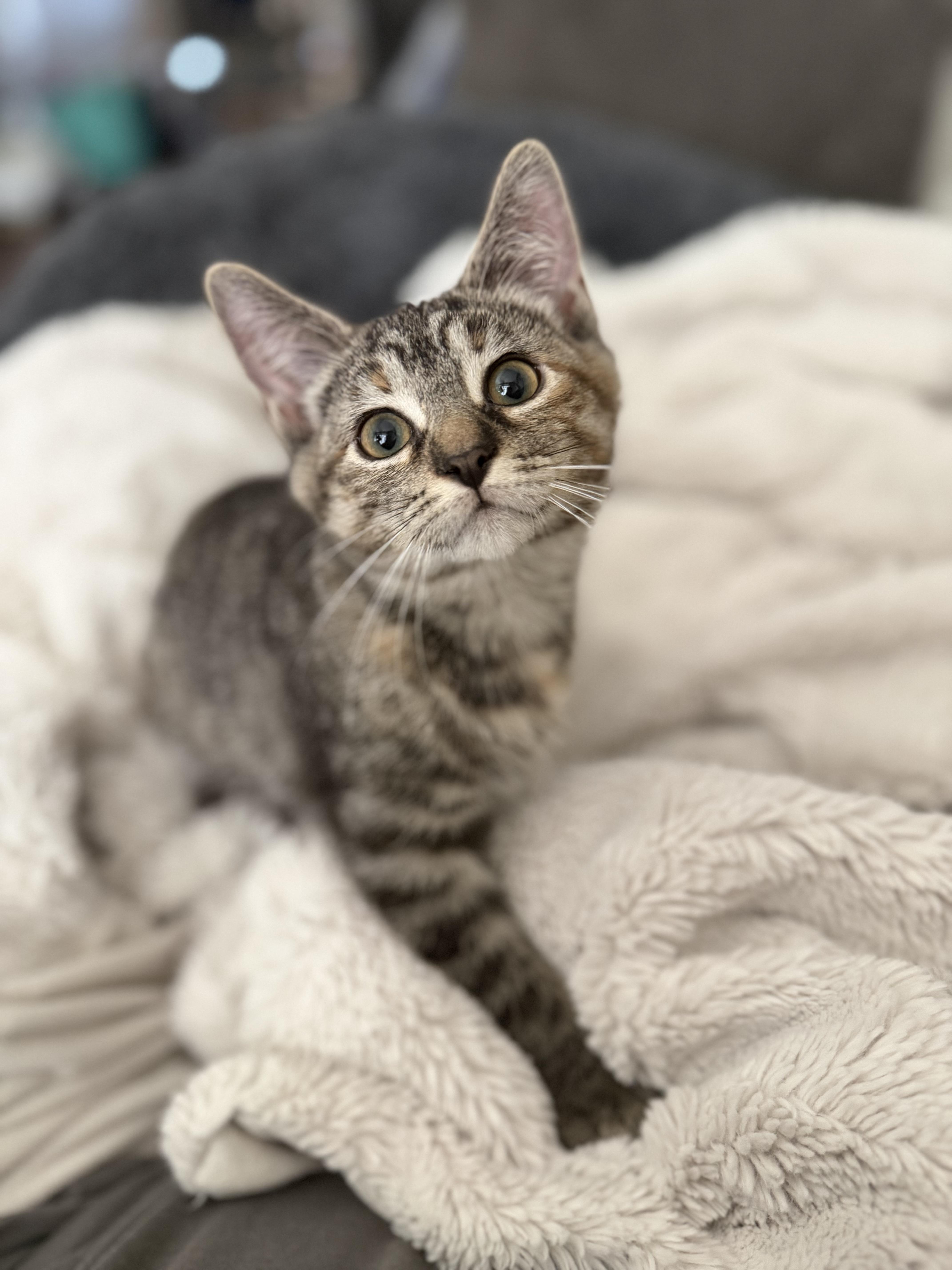 Twinkie, an adopted Domestic Short Hair in Brampton, ON image 4/6