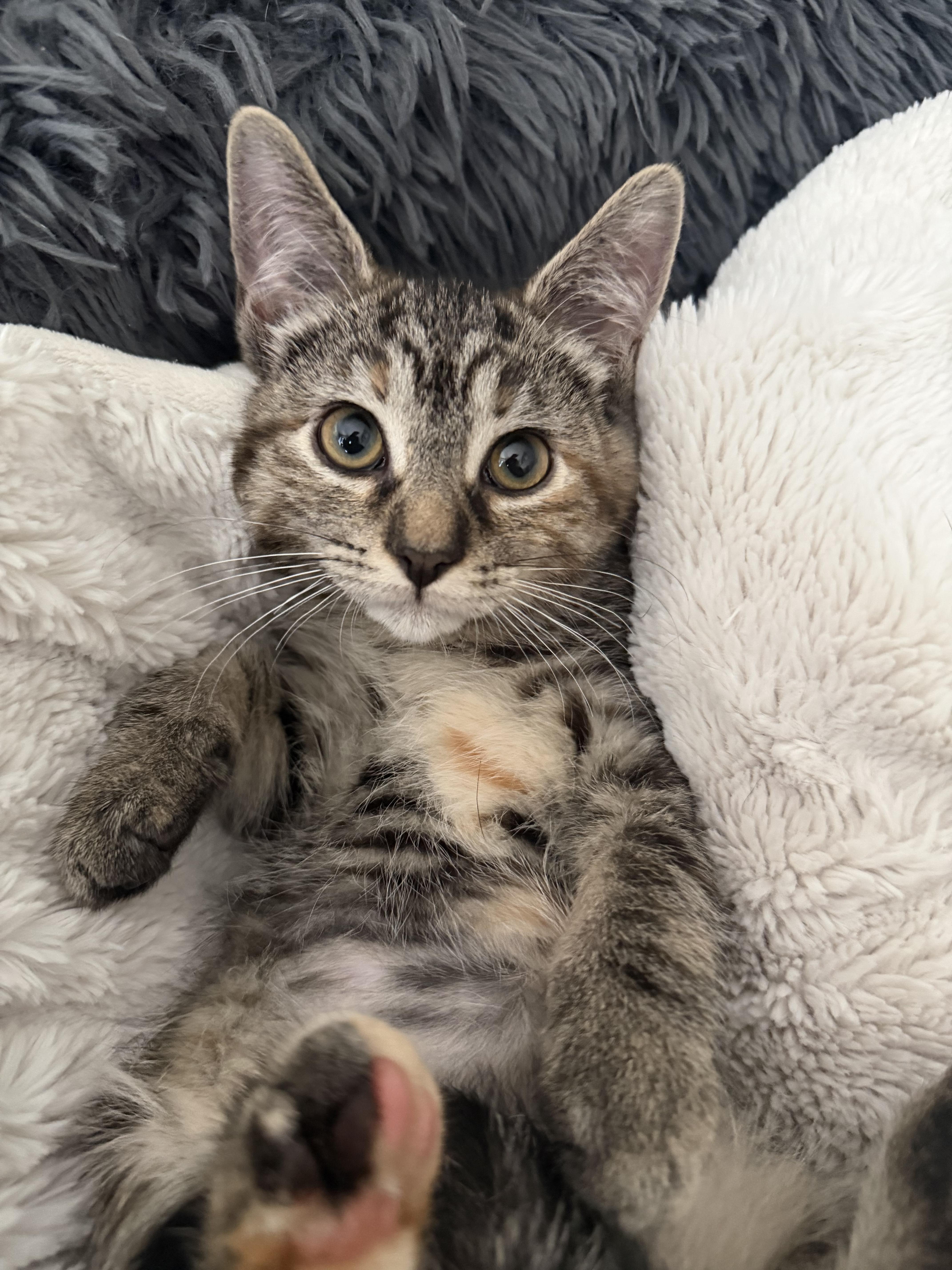 Twinkie, an adopted Domestic Short Hair in Brampton, ON image 3/6