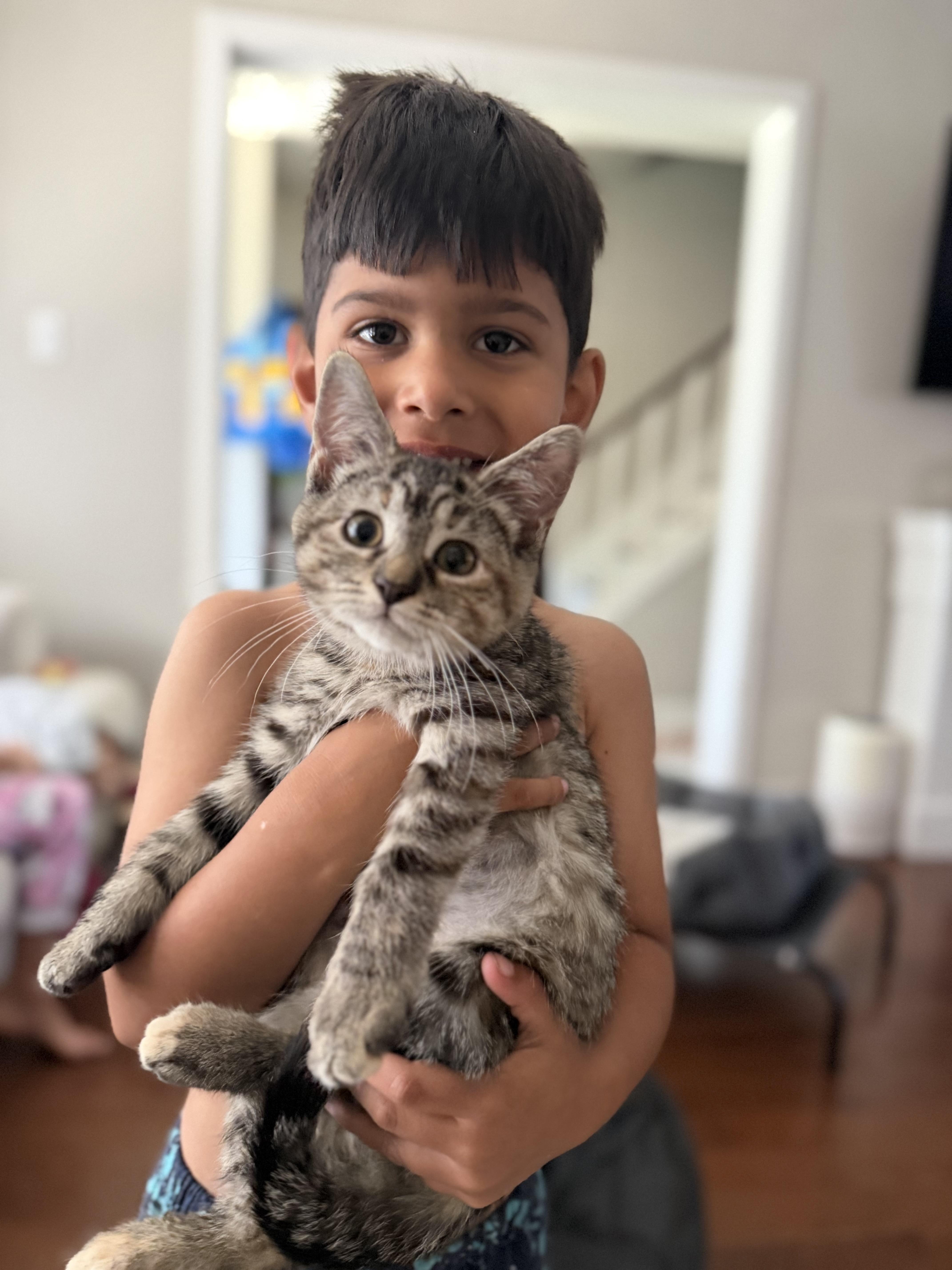 Twinkie, an adopted Domestic Short Hair in Brampton, ON image 2/6