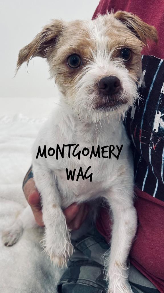 Montgomery Wag photo