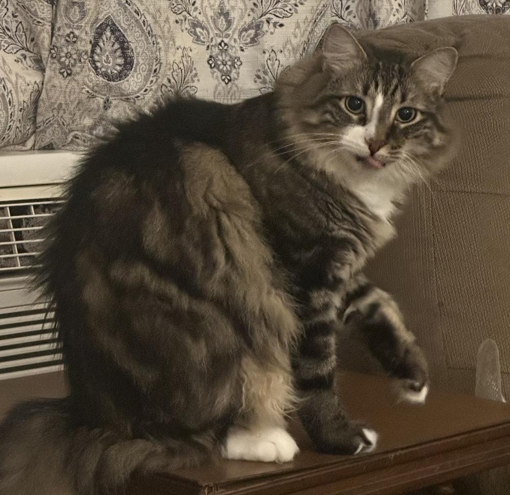 Boris, Adoptable, Adult Male Domestic Medium Hair & Domestic Long Hair.