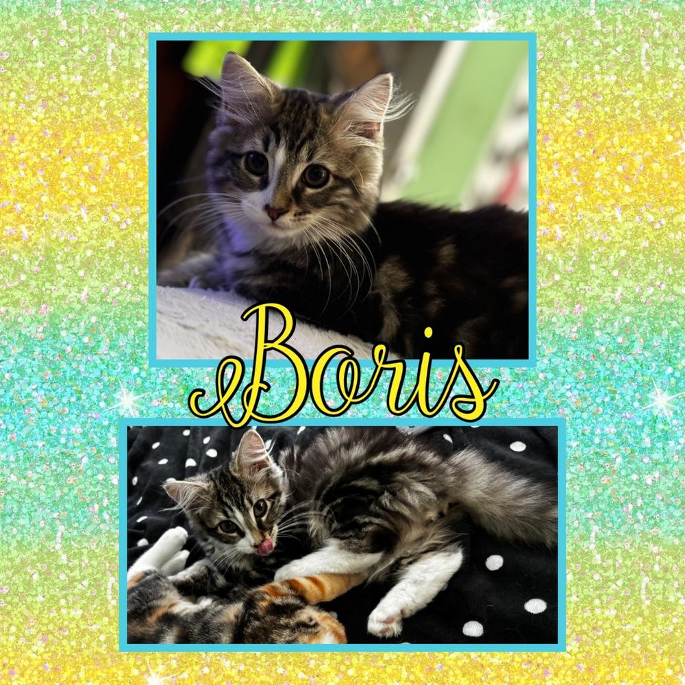 Enlarge Boris, a Adoptable mixed breed in Taylor, PA image 3/3