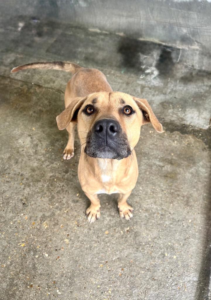 Ryder, Adoptable, Adult Male Pit Bull Terrier & Mixed Breed.