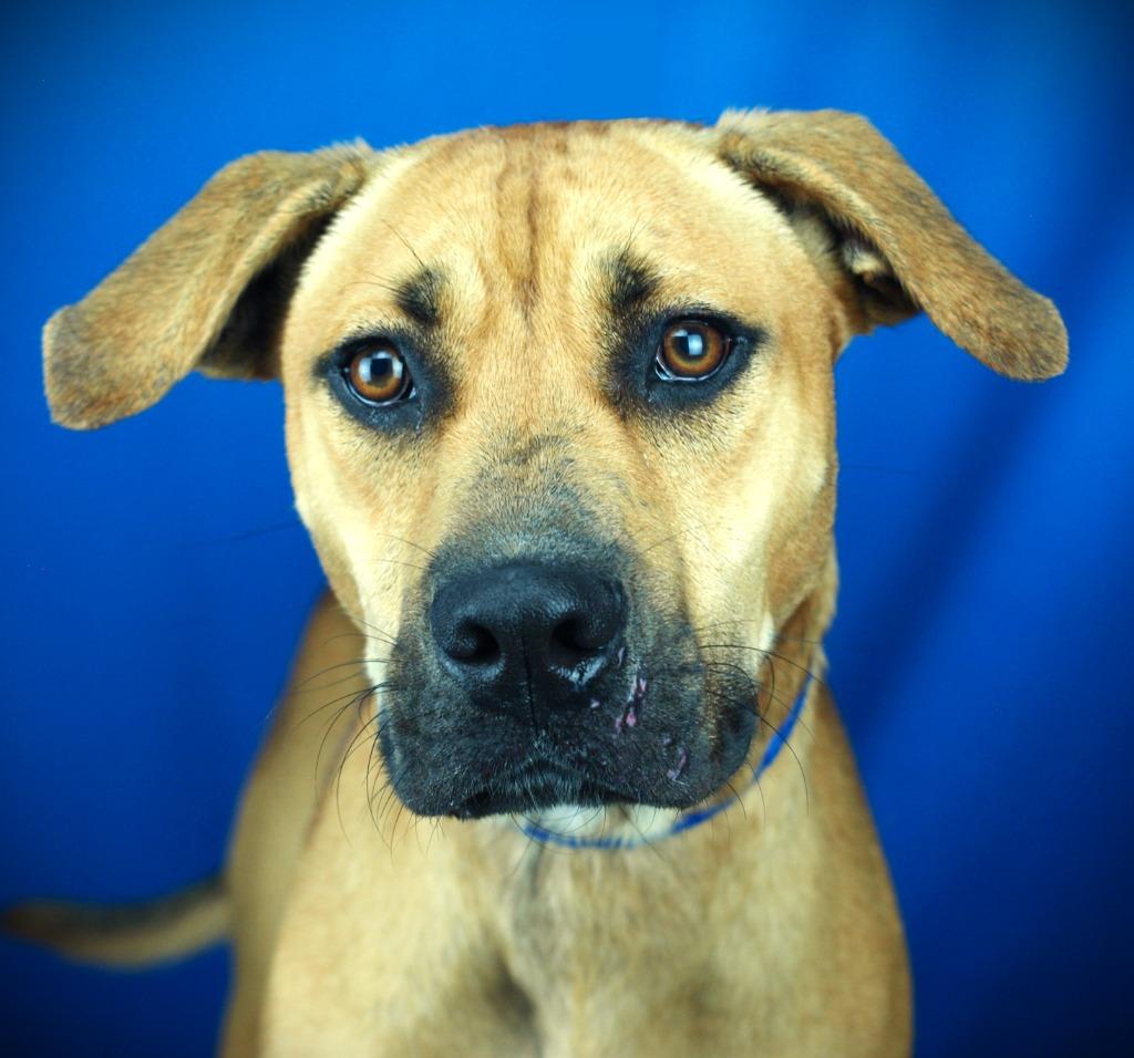 Enlarge Ryder, a Adoptable mixed breed in Denham Springs, LA image 1/1