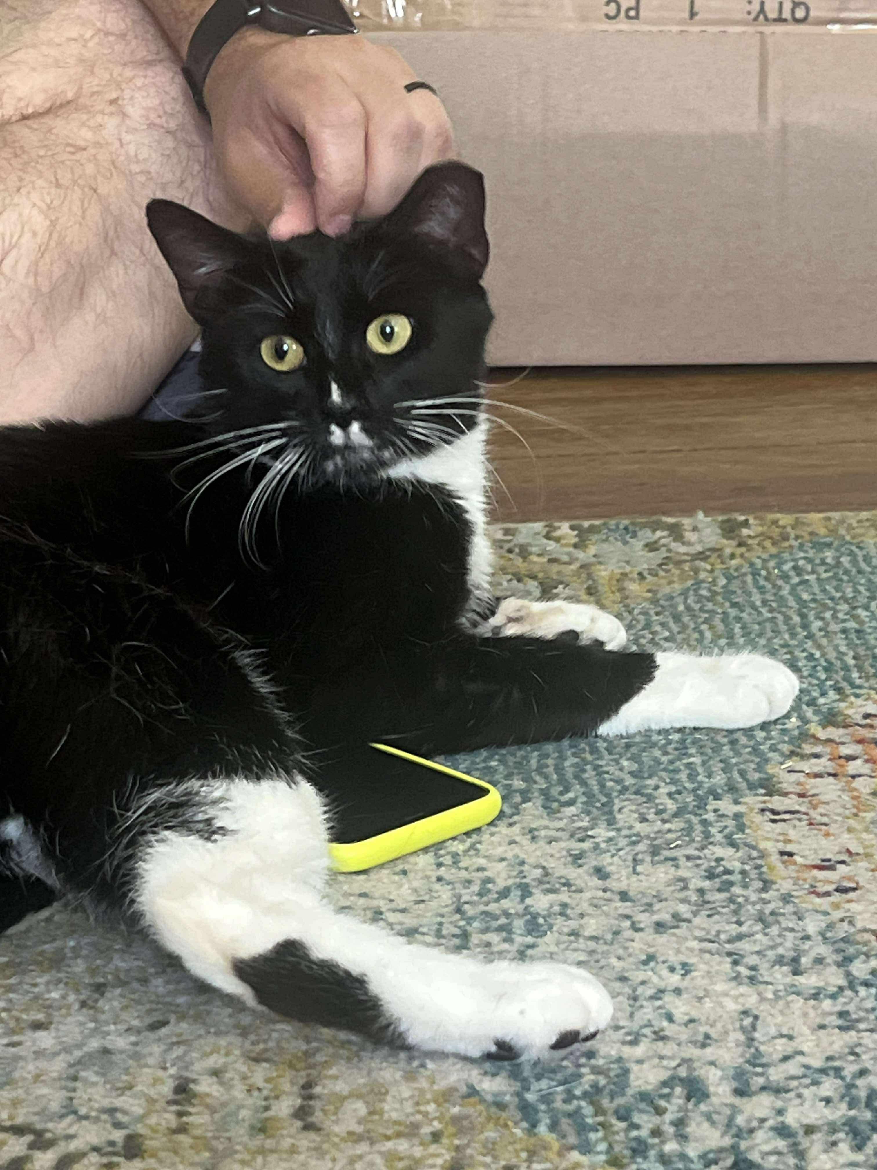 Lightyear, a Adoptable Domestic Short Hair in Milwaukee, WI image 2/5