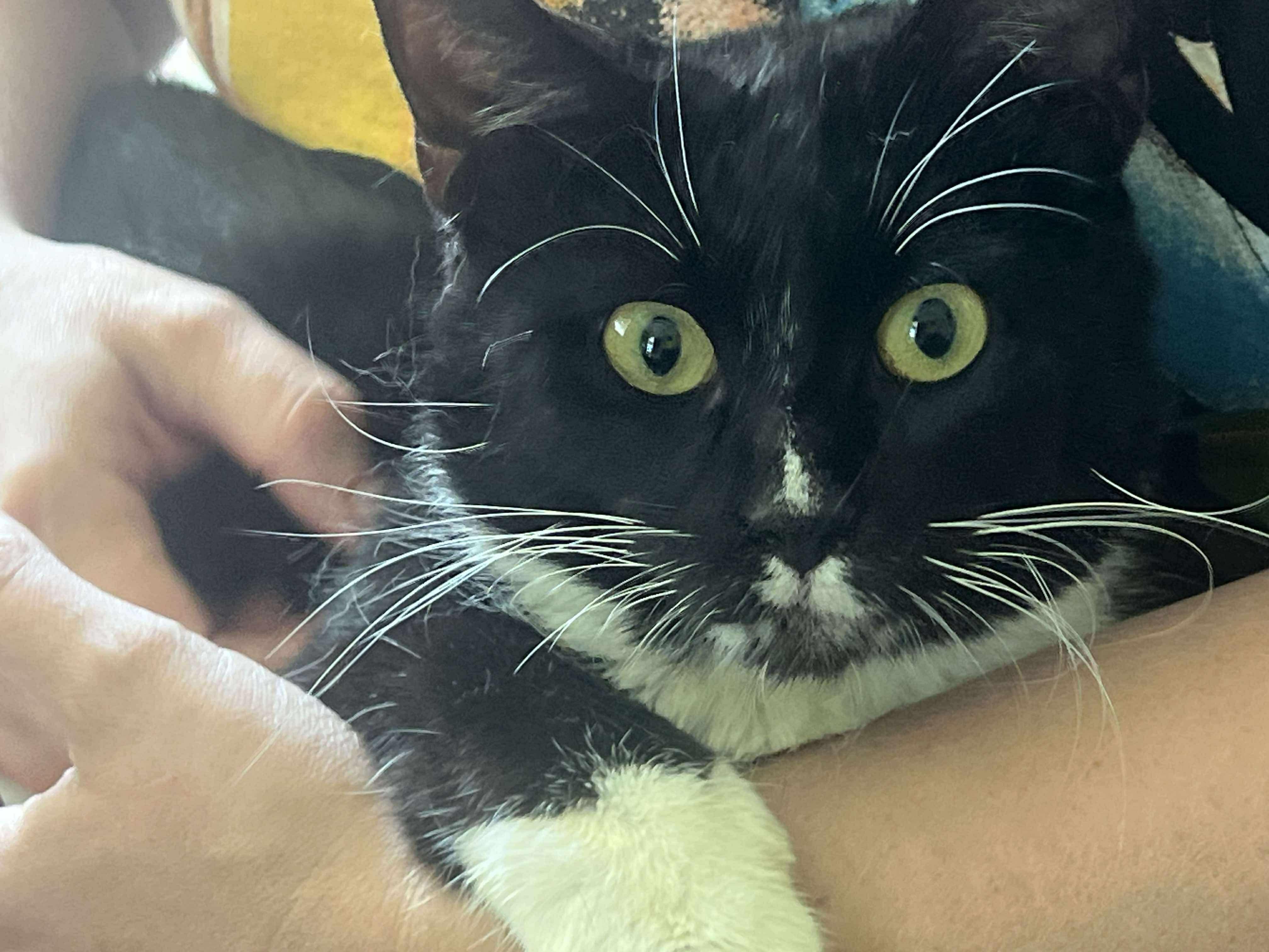 Lightyear, a Adoptable Domestic Short Hair in Milwaukee, WI image 4/5