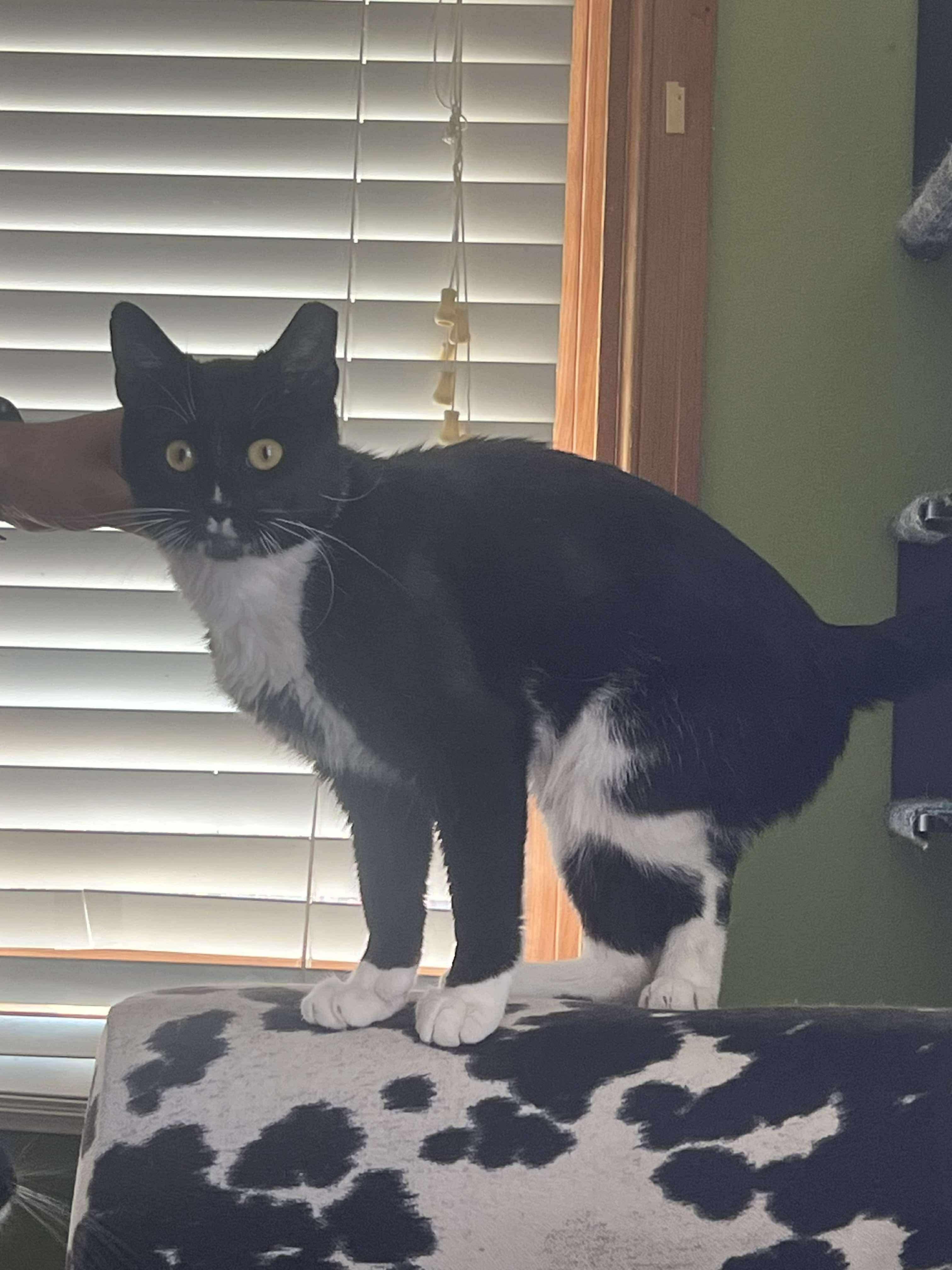 Lightyear, a Adoptable Domestic Short Hair in Milwaukee, WI image 5/5