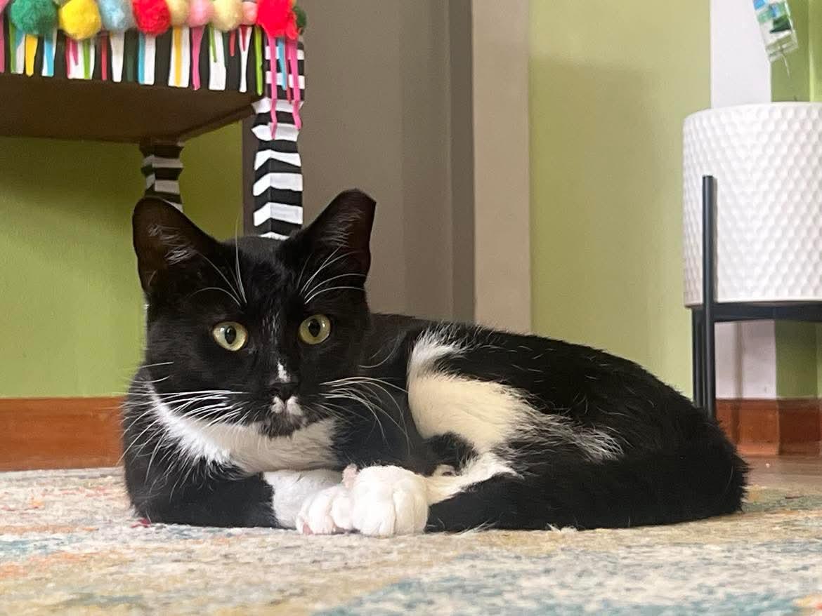 Lightyear, a Adoptable Domestic Short Hair in Milwaukee, WI image 1/5