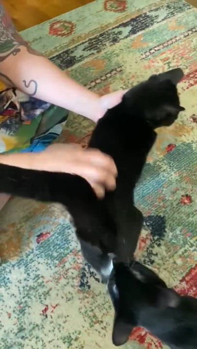 Enlarge Lightyear, a Adoptable Domestic Short Hair in Milwaukee, WI video 3/5