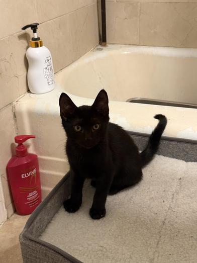 Enlarge Plum, a Adoptable mixed breed in Latham, NY image 2/6