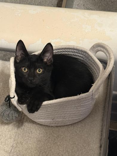 Plum, Adoptable, Kitten Male Bombay & Domestic Short Hair.