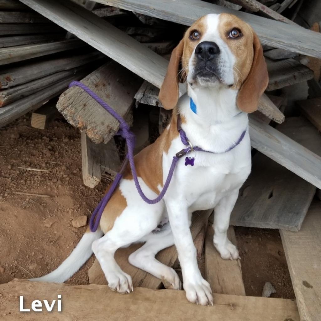 Levi, Adoptable, Senior Male Hound.