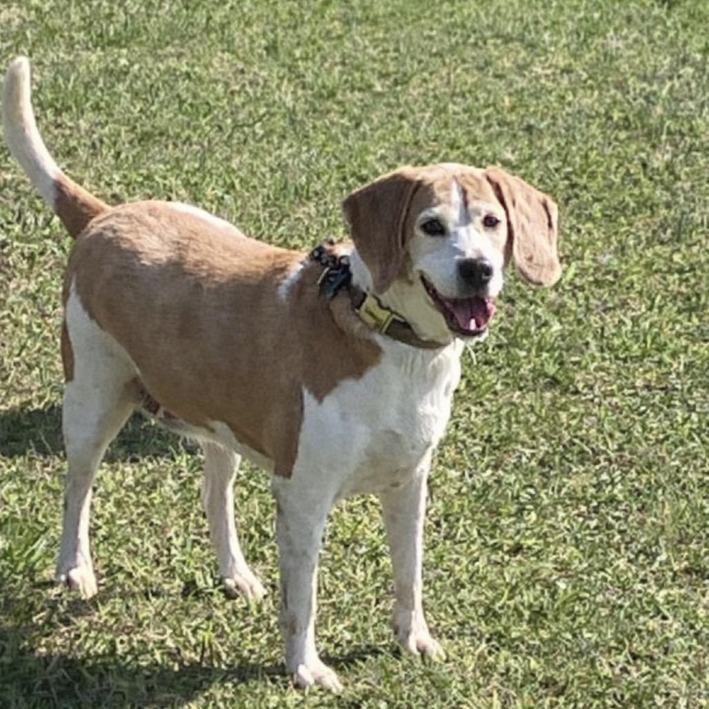 Enlarge Levi, a Adoptable mixed breed in Madisonville, TN image 2/5