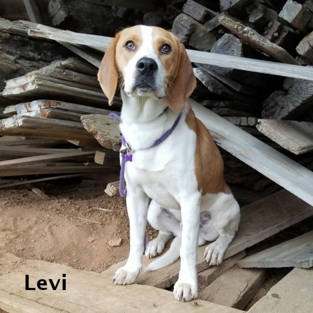 Enlarge Levi, a Adoptable mixed breed in Madisonville, TN image 3/5
