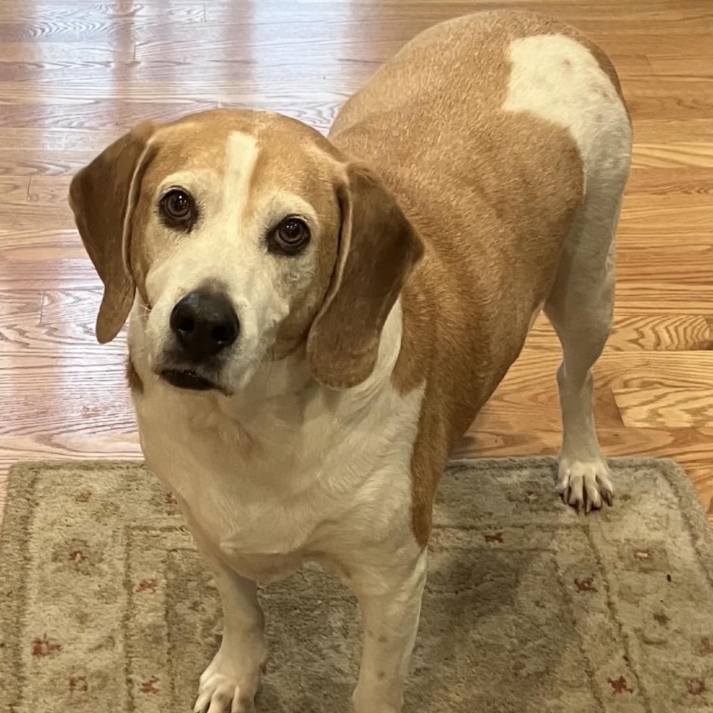 Enlarge Levi, a Adoptable mixed breed in Madisonville, TN image 4/5